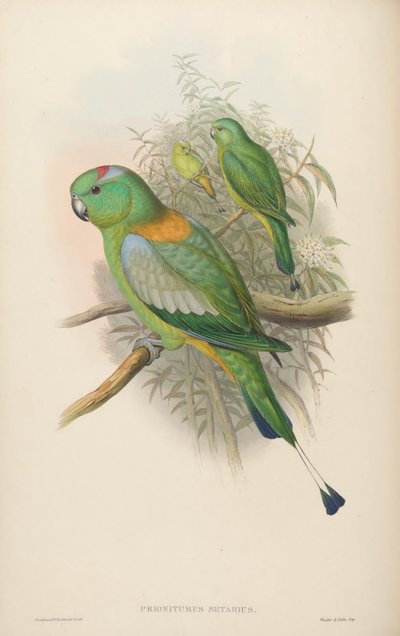 Prioniturus Setarius = Prioniturus Platurus by John Gould